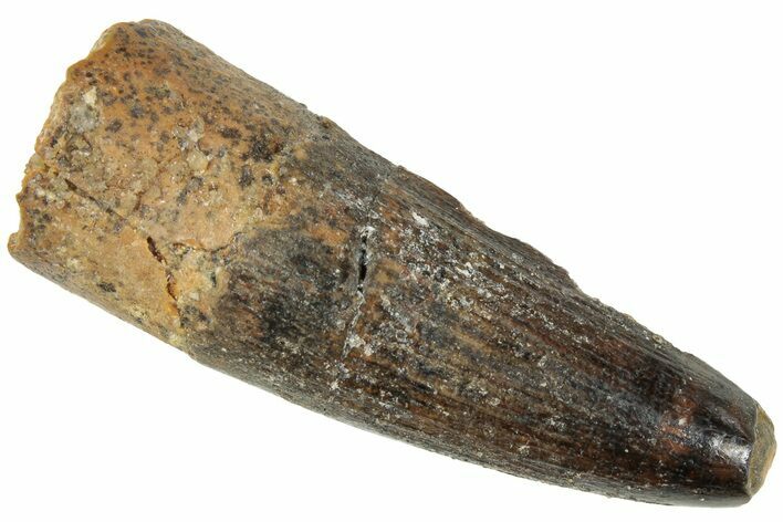 Fossil Spinosaurus Tooth - Real Dinosaur Tooth #239260